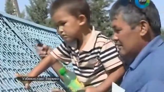 В зоопарке Термеза родились амурские тигрята смотреть онлайн