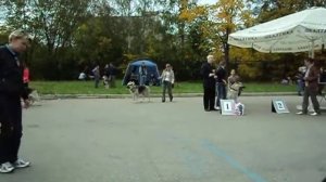 MOV04546.AVI Питомник, производитель