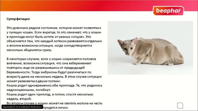Беременность кошек и собак смотреть онлайн