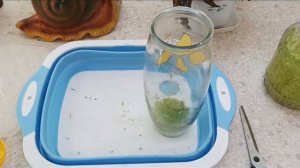 Про мох! ? Для чего он нужен мне? ? Как вырастить самому?