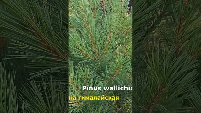 Pinus wallichiana | Сосна гималайская смотреть онлайн