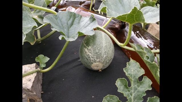 Арбузы и виноград Что у них общего ? смотреть онлайн