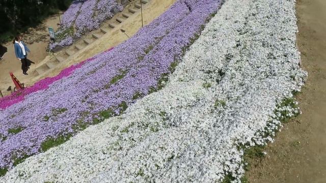 夢前　芝桜の小道ツーリング　2021年4月 смотреть онлайн