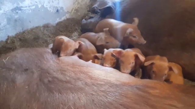 РАСПРОДАЖА!!! смотреть онлайн