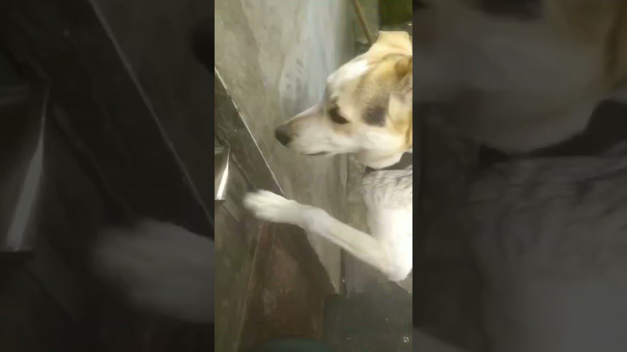 Реакция на звонок смотреть онлайн