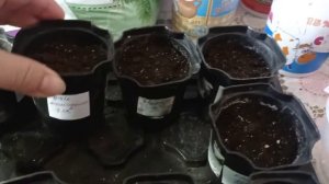 посадка пророщенных семян кабачка, огурцов, тыквы, арбуза, дыни.