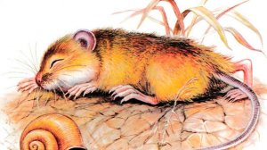 Мышонок Пик - В.Бианки. Конец путешествия