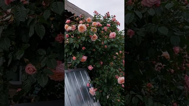 Роза БАРОК смотреть онлайн