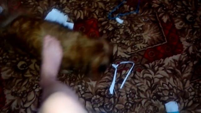 Моя собака лижет пол...часть 2 смотреть онлайн