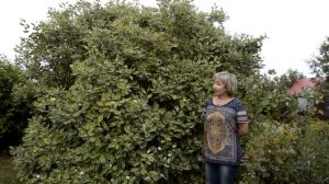 Дёрен пестролистный белый