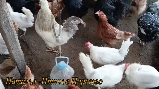 Куры им подстригли хохолки смотреть онлайн