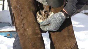 Расчистка копыт/hoof trimming