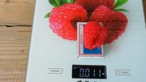 Малина ГОРДОСТЬ РОССИИ или ИСПОЛИН - рекордсмен в размерах ягоды