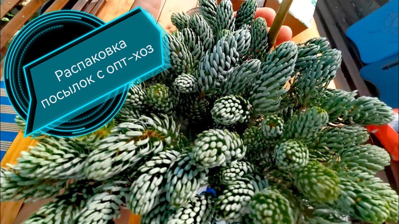Распаковка посылок с хвойными растениями из ин-т магазина Опт-хоз! Обзор. Август 2022 смотреть онлайн