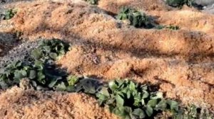 Древесные опилки как удобрение почвы как применять как сделать