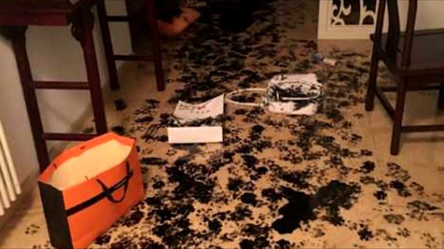 Хозяева очень пожалели, когда решили оставить пса одного дома и вот почему смотреть онлайн
