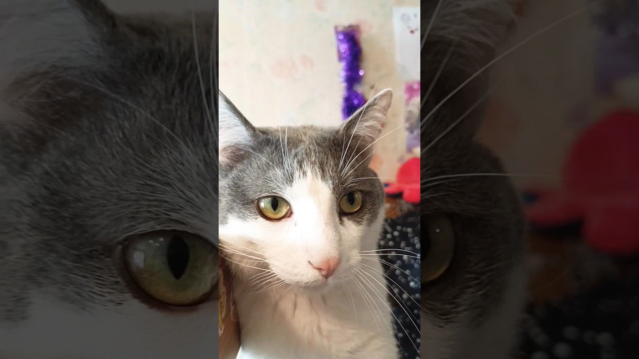 Это мошенники #мурзик #кот #питомец #лайк #котики #приколы #юмор #котэ смотреть онлайн