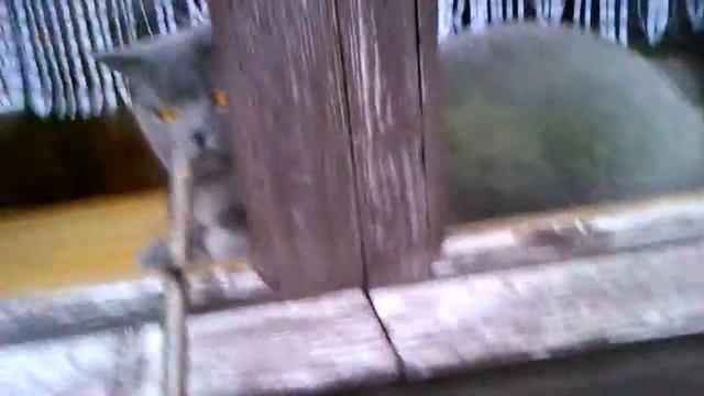 Как выгнать кота с подоконника смотреть онлайн