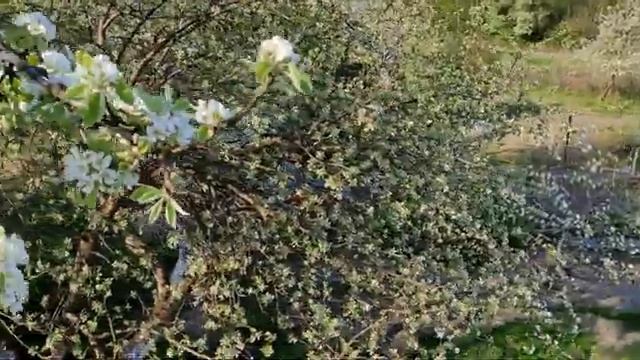 Всё цветёт и пахнет в нашем саду ! Повесили на террасе горшки с цветами ! 13 мая 2021 . смотреть онлайн