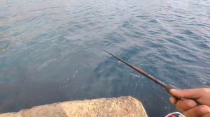 как ловить саргана на бомбарду.