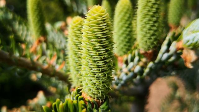 Аптекарский огород / Moscow botanical garden смотреть онлайн