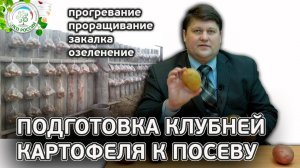 Подготовка картофеля к посадке.  Прогрев, закалка, озеленение, все про выращивание картофеля.