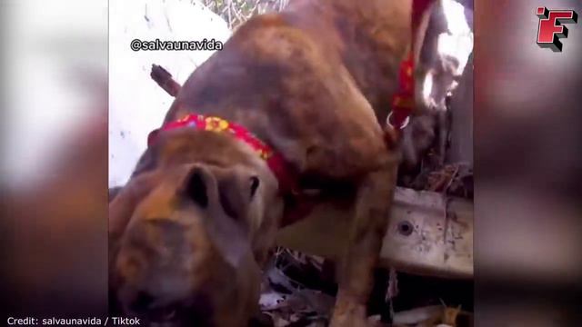 Посмотрите, что Бывает, Когда Животные Просят Помощи у Людей ч.3 смотреть онлайн
