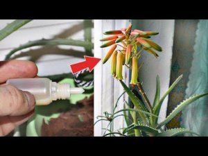 Секретный способ! Цветок стоял 12 лет в пустую а теперь цветет загляденье. Как заставить алоэ цвести