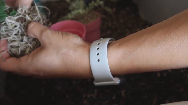 Compre plantas en internet. Mi experiencia смотреть онлайн