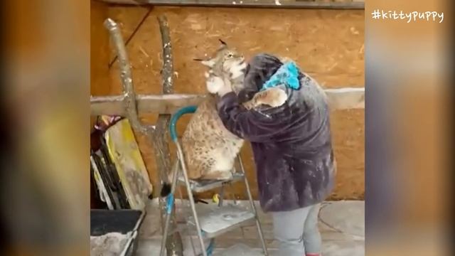 Lynx Marsel Always Protect Owner смотреть онлайн