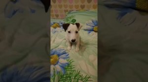 Как приучить щенка к пелёнке/Dis li Pets