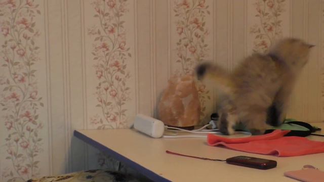 Коты дерутся смотреть онлайн