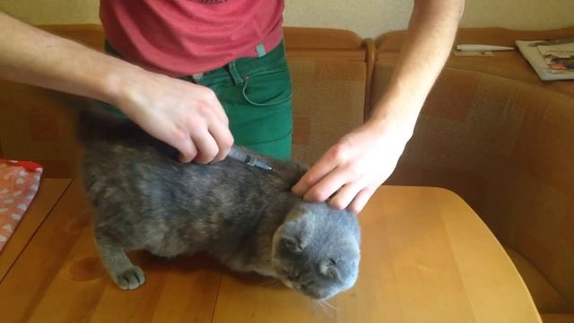 Как сделать подкожный укол коту правильно. Видео инструкция смотреть онлайн