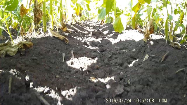 Заразиха,подсолнух смотреть онлайн