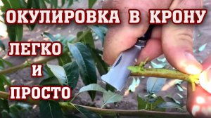 Летняя ОКУЛИРОВКА ПЕРСИКА в крону / ЛЕГКО И ПРОСТО!!!