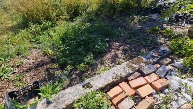 Без картона картошка сохнет #342 смотреть онлайн