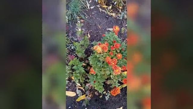 Осенние работы #2, многолетники, гейхеры, лилейники, хосты, опунция, горка... смотреть онлайн