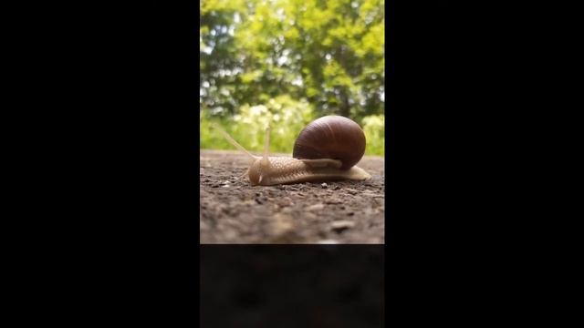 Dream About Worms : What Do Dreams About Worms Mean? Interpretation and Symbolism Explained смотреть онлайн