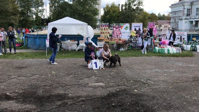 Монопородная выставка Чау-Чау ранга КЧК, г.Брянск, часть9 смотреть онлайн