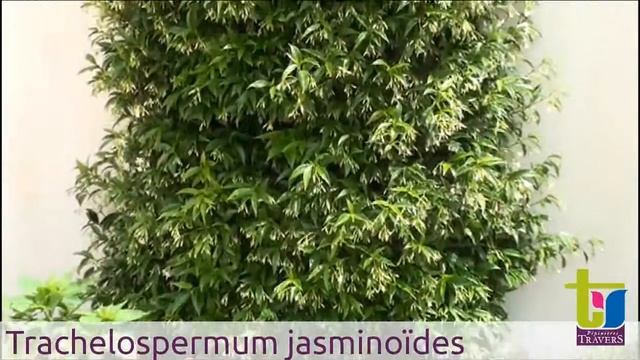 Trachelospermum jasminoïdes - Pépinières TRAVERS - Spécialiste des plantes grimpantes смотреть онлайн