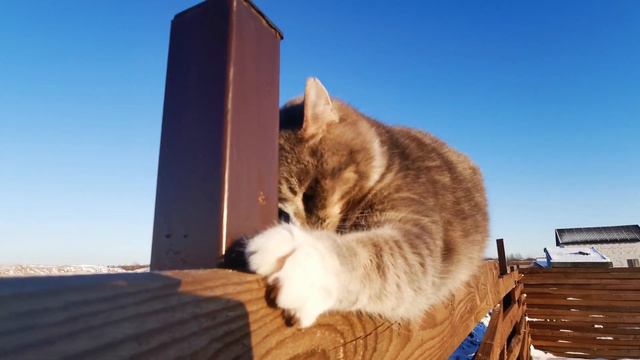 Cat Scratching wood смотреть онлайн