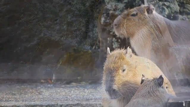 Капибарушки