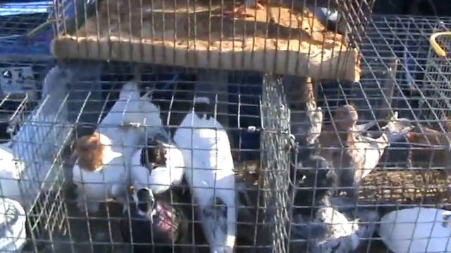 Ярмарка голубей г.Краснодар 02.05.2021г.1часть смотреть онлайн