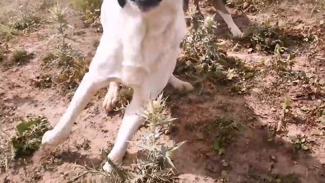 Таджикистан, пчеловоды, чабаны и алабай , смотреть онлайн