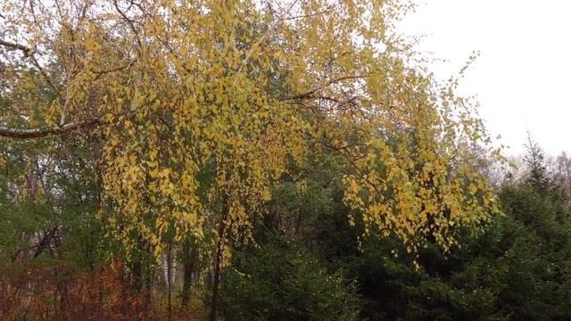 Стихотворение ~ Вот и сентябрь золотится за окном смотреть онлайн