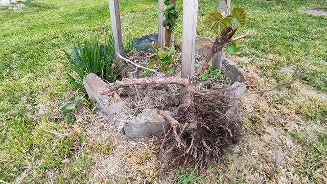 Не покупайте саженцы винограда не посмотрев это видео!!! Ошибки начинающего виноградаря! смотреть онлайн