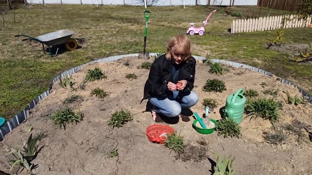 КАК ПРАВИЛЬНО САЖАТЬ ГЛАДИОЛУСЫ. Все тонкости выращивания гладиолуса. смотреть онлайн