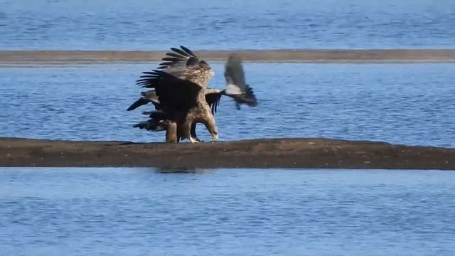 Орланы-белохвосты с Пихтовке смотреть онлайн