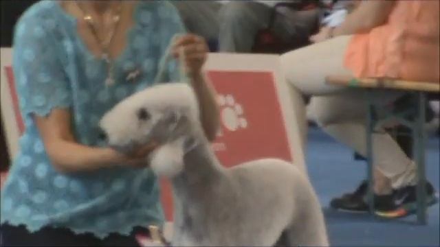 World Dog Show 2013. Bedlington terrier смотреть онлайн