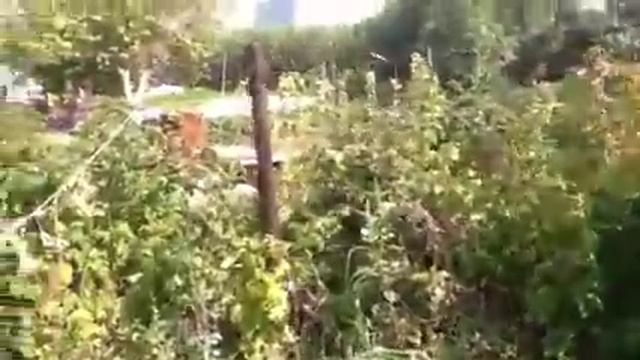 Сад в Ростошах-2, СНТ Фонтан. Оренбург смотреть онлайн